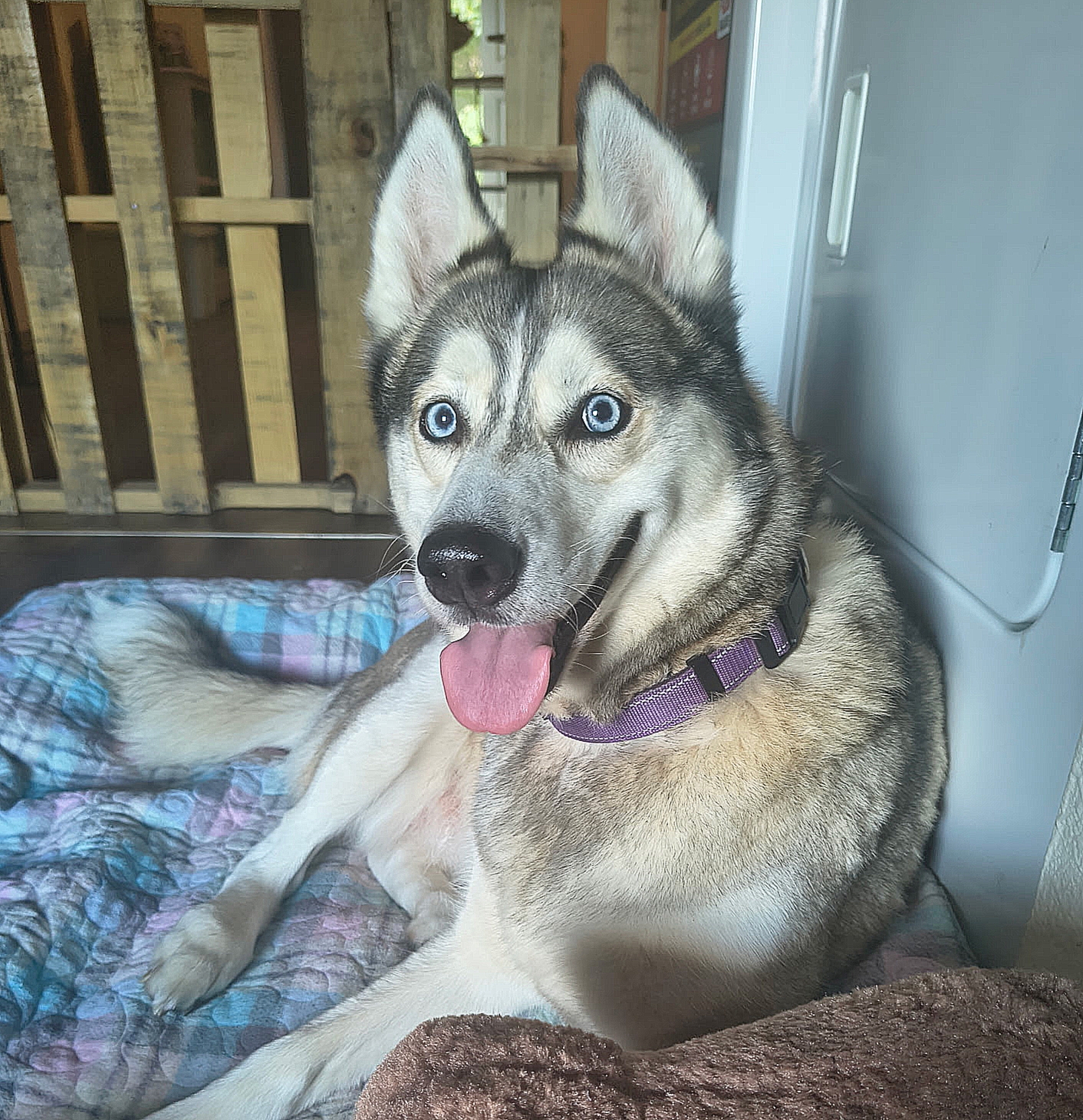 Luna, a dog currently in Second Leash care