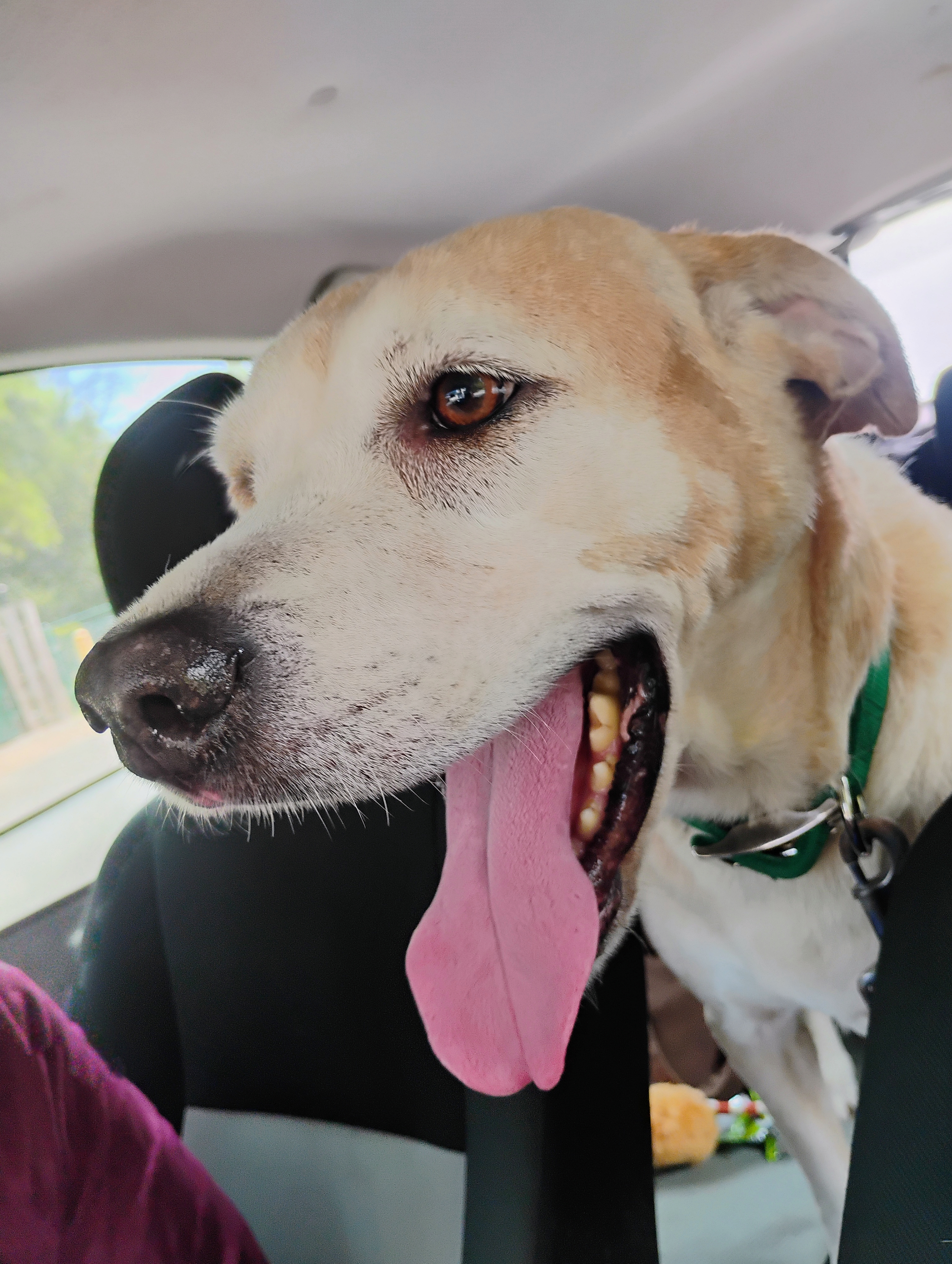 A joyful reunion representing the mission of Second Leash.