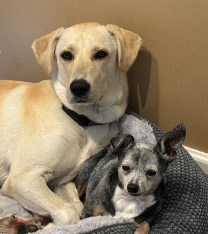 Rumi, a dog currently in Second Leash care