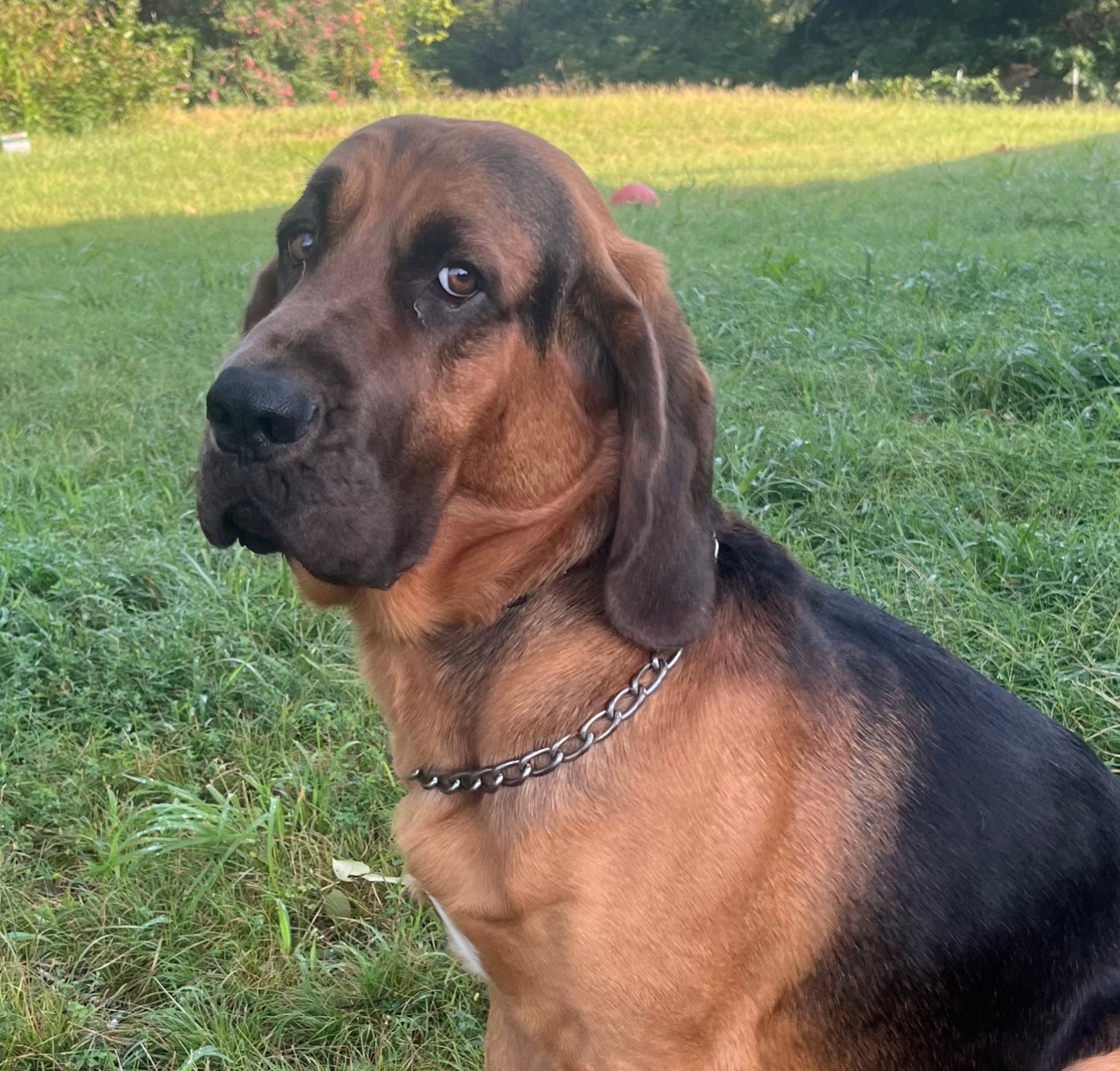 Watson, a dog currently in Second Leash care